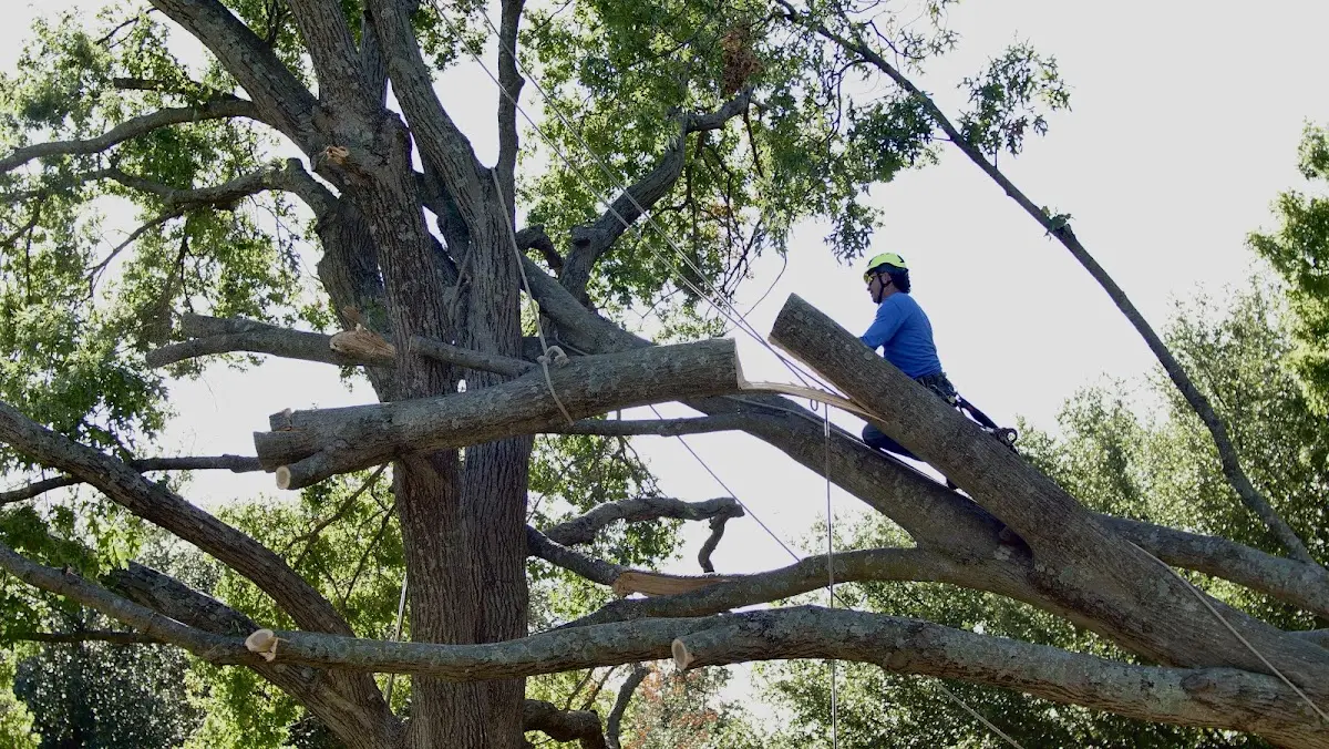 Professional Hazardous Tree Removal performed by certified arborists in Plano