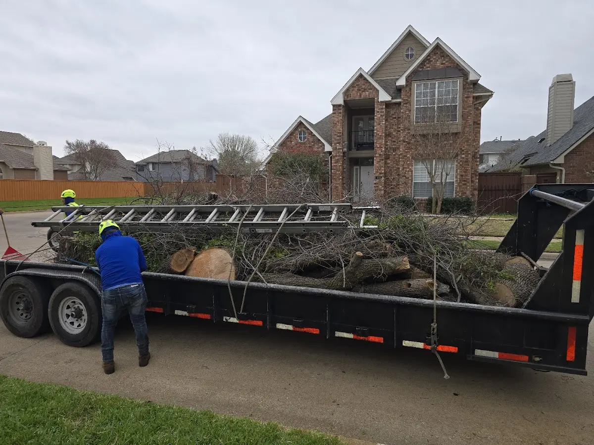 Expert Tree Fertilization with proper safety equipment in Plano